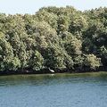 EMIRATS ARABES UNIS - Un décret protège les mangroves d'Al Hamriyah