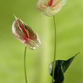 Anthuriums