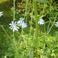 Fleurs d'endive...