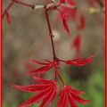 Tarte rouge et feuilles rouges ...