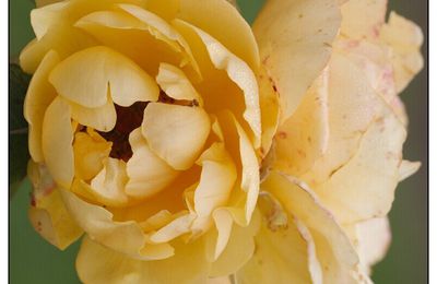 Un dernier bouquet de roses...avant la grisaille de la mauvaise saison...