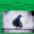 le pigeon, 15 siècles avant J.C.