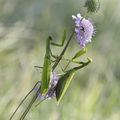 Mantes religieuses