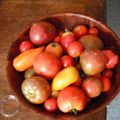 Récolte estivale de tomates 