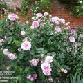 'Belle sans Flatterie', une rose gallique découverte à l'abbaye de Mottisfont (Romsey) en Angleterre...