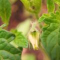 Bourgeon de fleur de tomate 