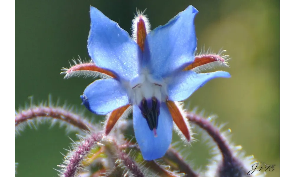 Fleur bleu !!!!!