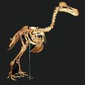 L'os du dodo dans les musées