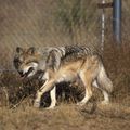 États-Unis : brutal déclin de la population de loups du Mexique !