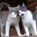 Les Chats de Mars de Danièle29