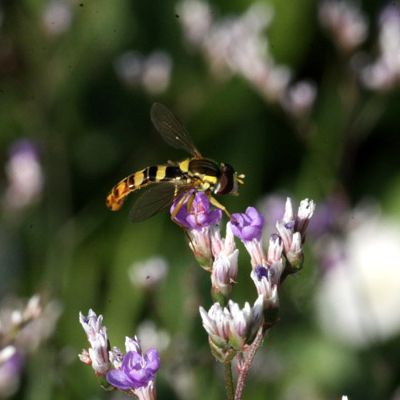insecte