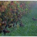 Vignerons embrumés ...