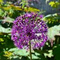 Allium du parc de Moutiers à Varangeville