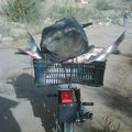 Le developpement de l'équaculture à Bechar