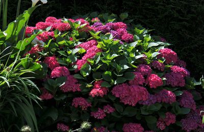 Et maintenant les hortensias!!