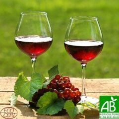 Tout savoir sur les vins rouges bio