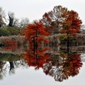 les cypres chauve l'automne quelque part en france  (confidentiel)