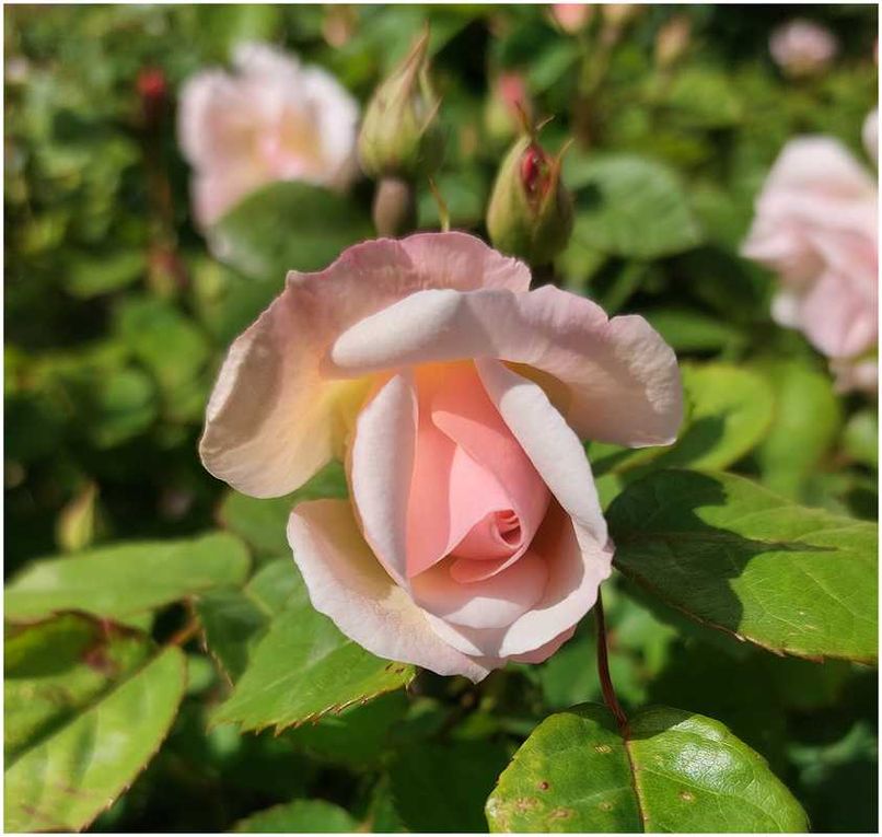 Quelques roses de mon jardin photographiées lors d'une rare éclaircie.