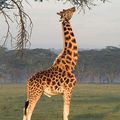 l'instant gourmand du girafeau