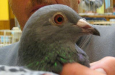 Expo des plus beaux pigeons de la botte de hainaut