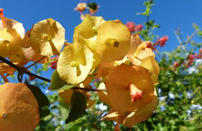 Chapeau chinois , nom imagé pour une jolie plante