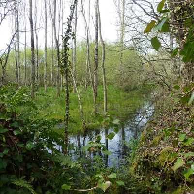 balade. a walk in the woods.