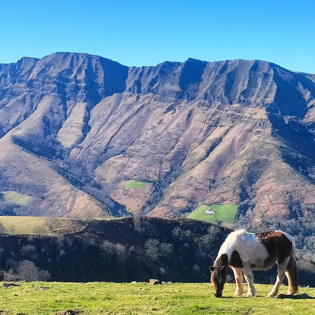 Larla, plateau intermédiaire, pottok et Iparla, insta (64)