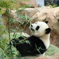 Instant magique : panda