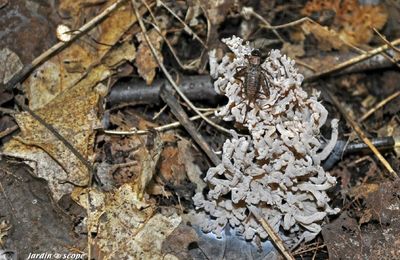 De forme coralloïde, les clavaires sont difficiles à identifier !