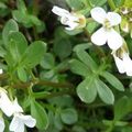 Cardamine à feuilles de réséda