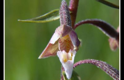 Epipactis des marais( photo 1)