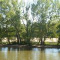 Arbres, quai Chatelet