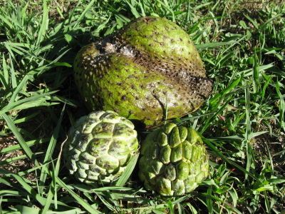 Nos fruits de saison