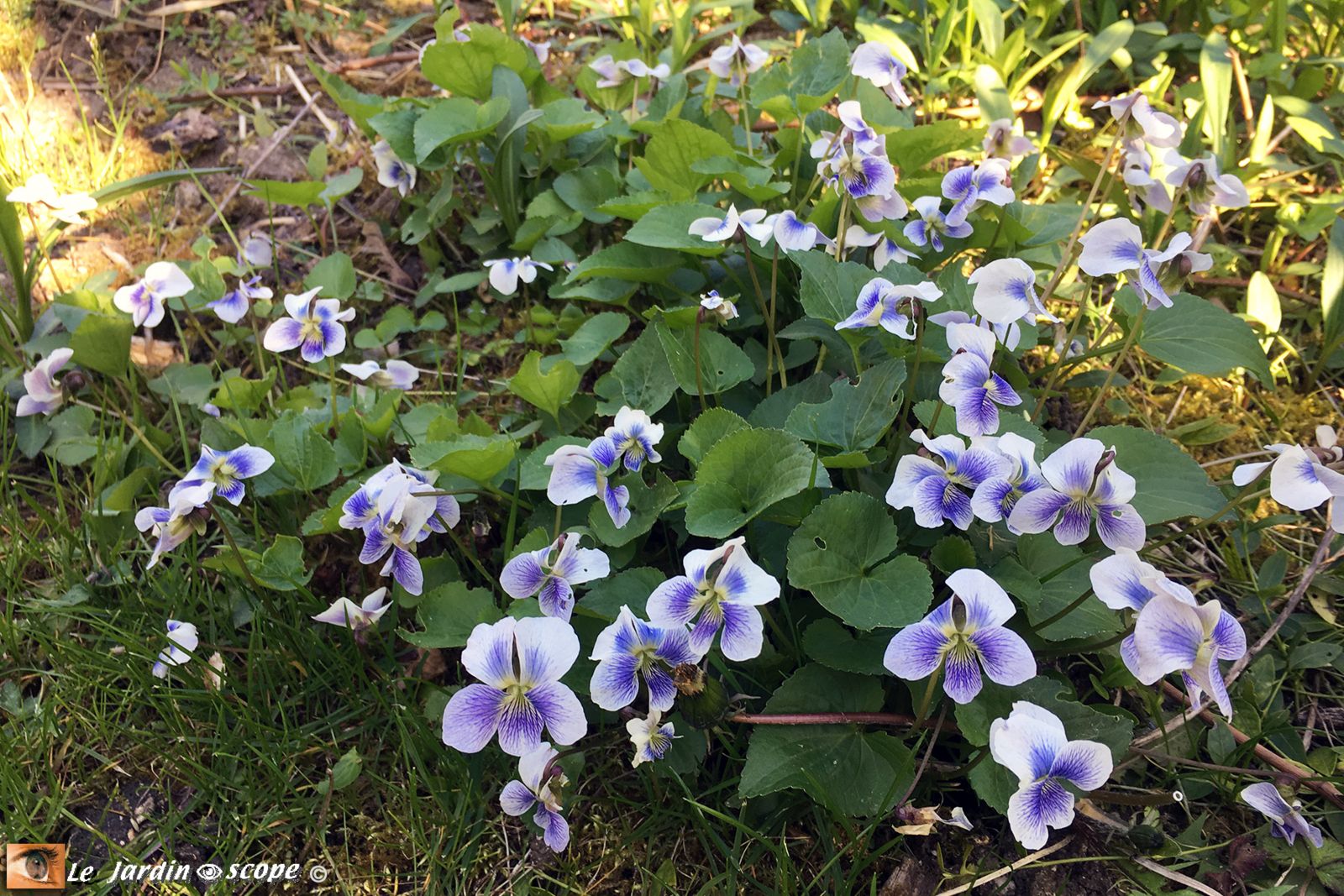Viola sororia Priceana