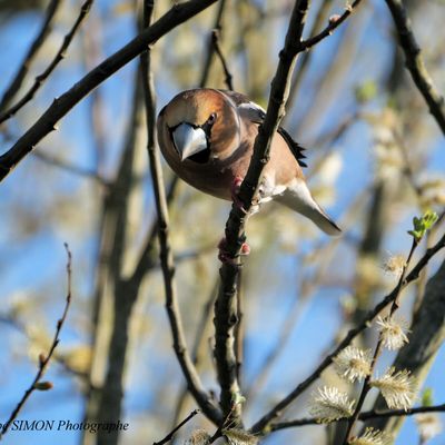 Gros-bec casse noyaux.
