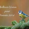 Voeux 2016