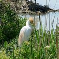 11 - Jeune aigrette garzette