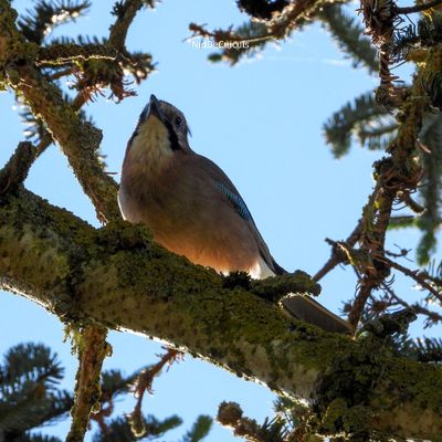 2022-05-29 : week-end national de comptage des oiseaux des jardins