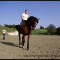 Stage de dressage