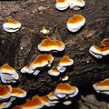 Polypore ocre et blanc,　ウズラタケ　(Polypore caille)