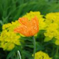 Papaver atlanticum