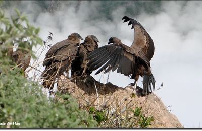 Leçon de vol à la croix du Condor, Pérou