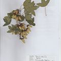 Herbier Erable de Montpellier - Acer monspessulanuim