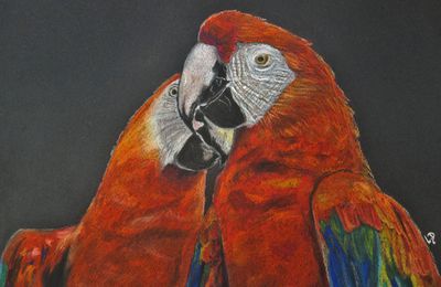 Ara Macao au pastel sec, papier canson 24x32 cm