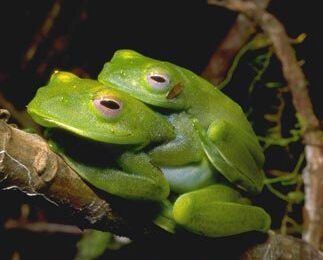 Les grenouilles malgaches menacées par un champignon tueur