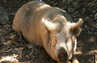 Contes du Pays Gallo - Le Cochon du Père Chenette