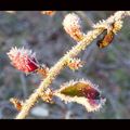 Par un froid matin de décembre