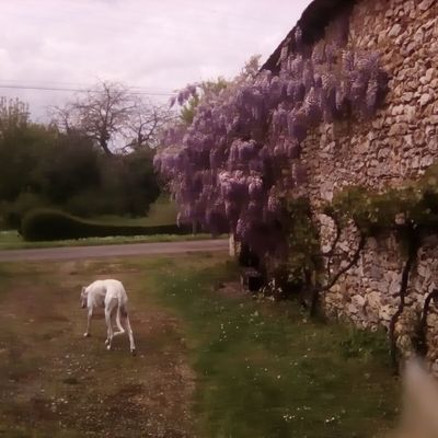 Le parfum mielleux de la glycine.