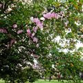 L'arbre de Shigeko Hirakawa à Chaumont-s-Loire …