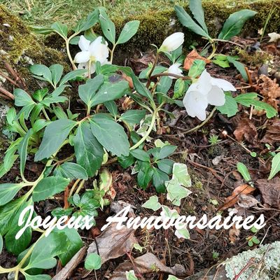 ANNIVERSAIRES DE DÉCEMBRE 2025 À BOURBACH-LE-HAUT